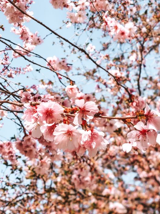 fiori-ciliegio-torino