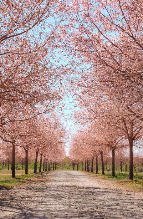 fiori-venaria-reale-torino