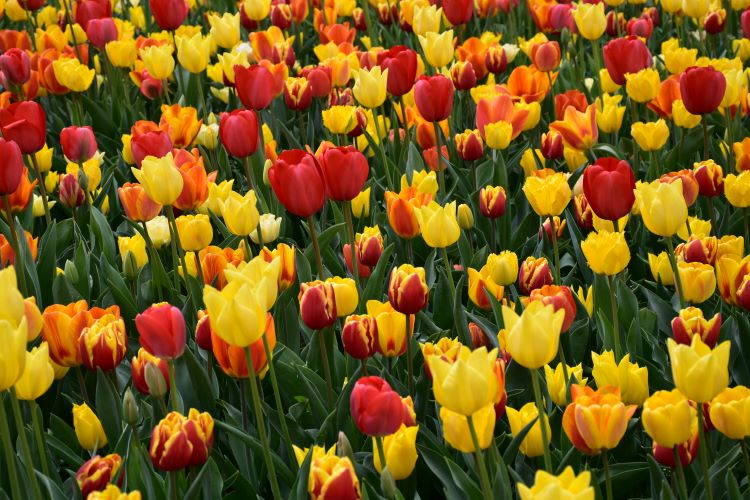tulipani-piemonte