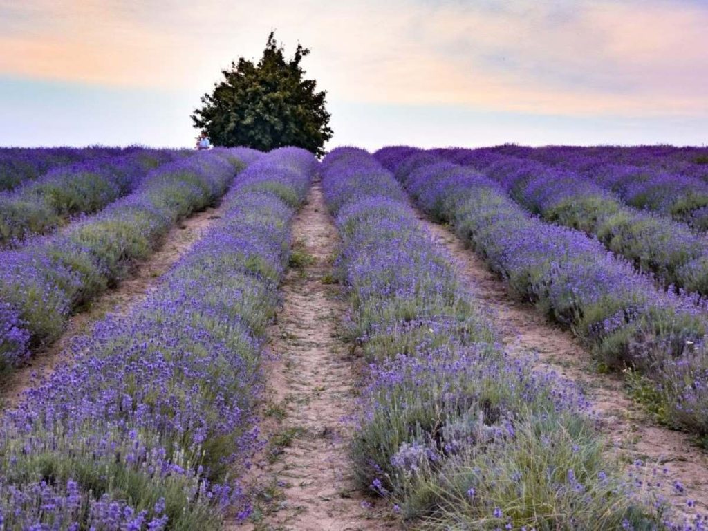 sale-san-giovanni-lavanda-in-piemonte