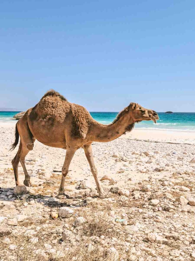 cosa-vedere-a-salalah