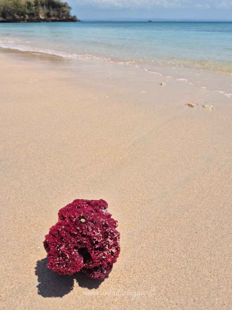 pink-beach-lombok