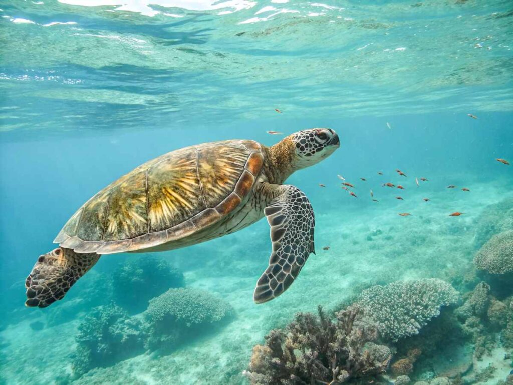 tartarughe-gili