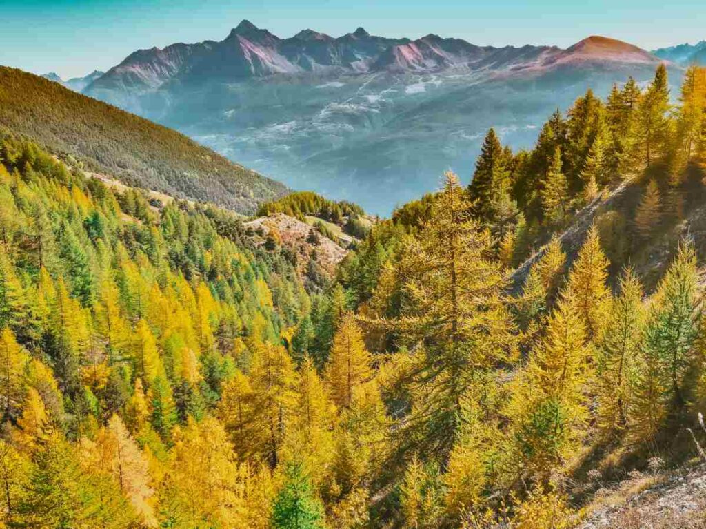 valle-daosta-foliage